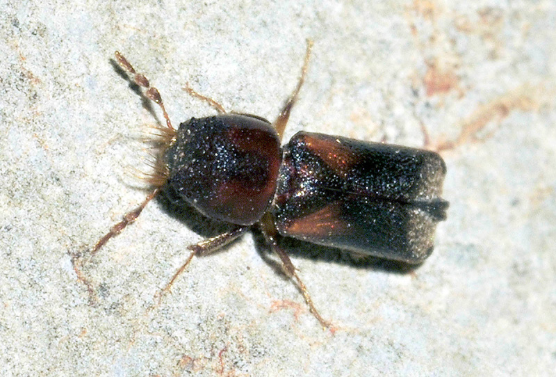 Bostrichidae: Scobicia cfr. chevrieri